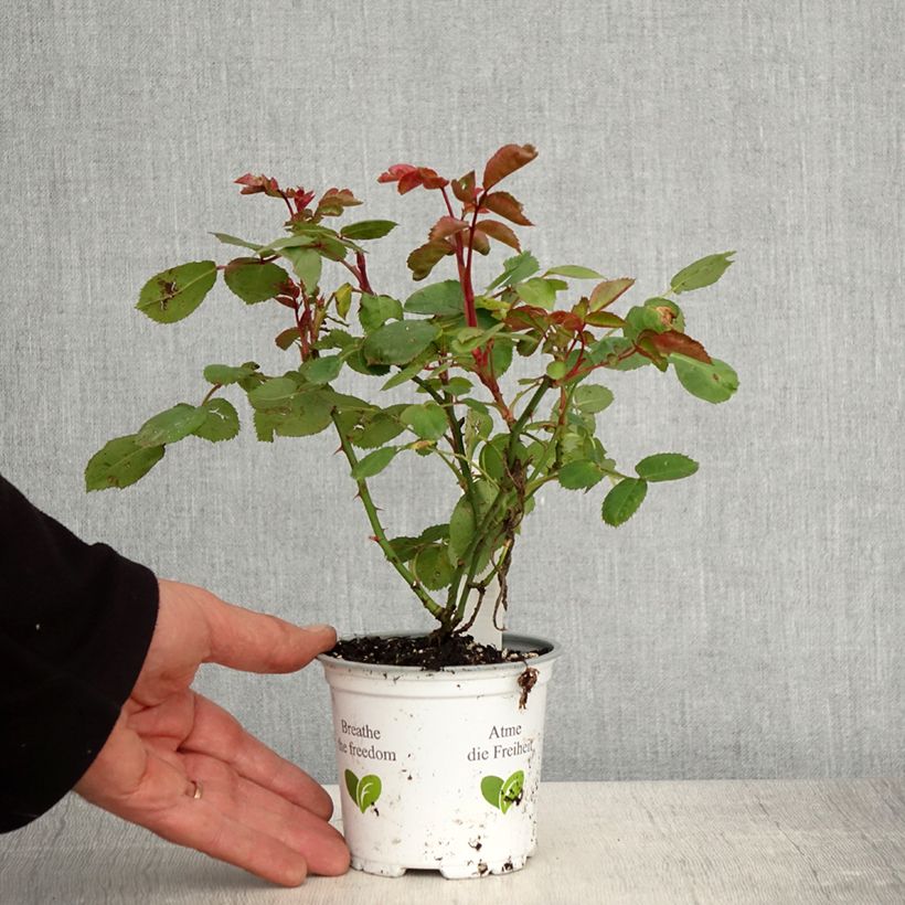 Example of Rosier à fleurs groupées La Sevillana Pot de 10 cm/11cm, Issu de bouture as you get in printemps