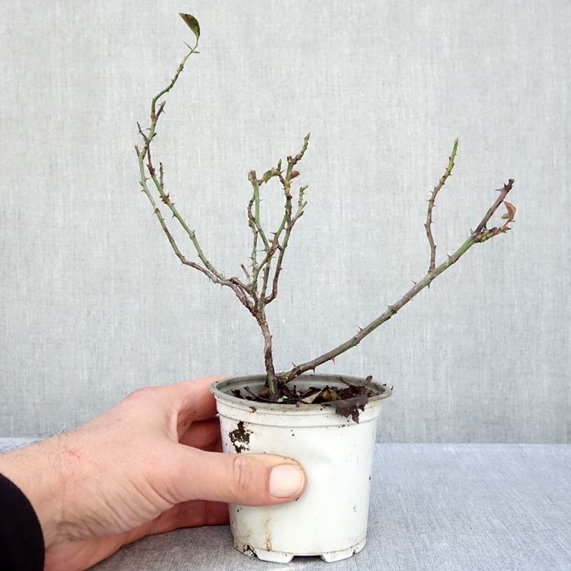 Spécimen de Rosier à fleurs groupées La Sevillana Pot de 10 cm/11cm, Issu de bouture tel que livré en automne