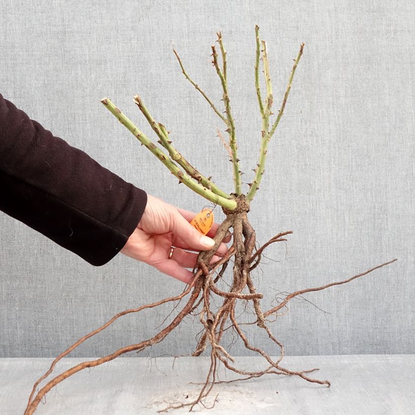 Example of Rosier à fleurs groupées La Sevillana Racines nues as you get in hiver