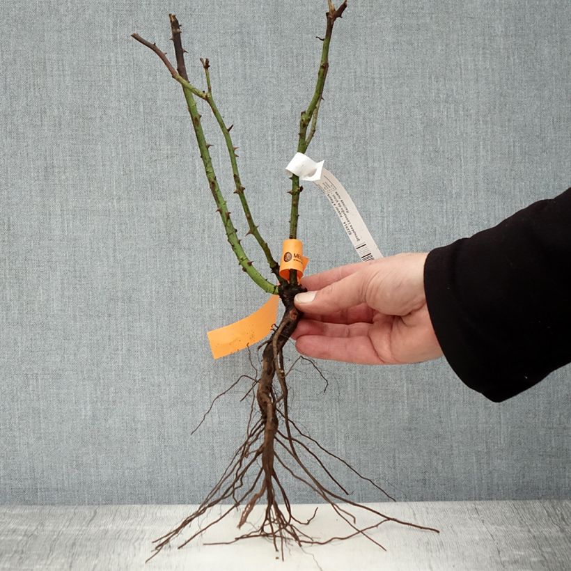 Example of Rosier à fleurs groupées Leonardo da Vinci Racines nues as you get in hiver