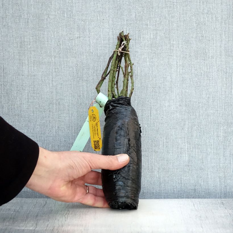 Example of Rosier à fleurs groupées Lili Marleen Racines nues as you get in hiver