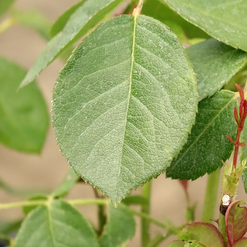 Rosier à fleurs groupées Love letter (Feuillage)