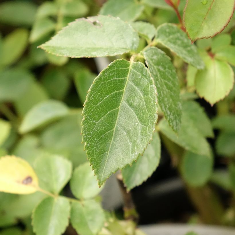 Rosier à fleurs groupées Marc's Jubilée (Feuillage)