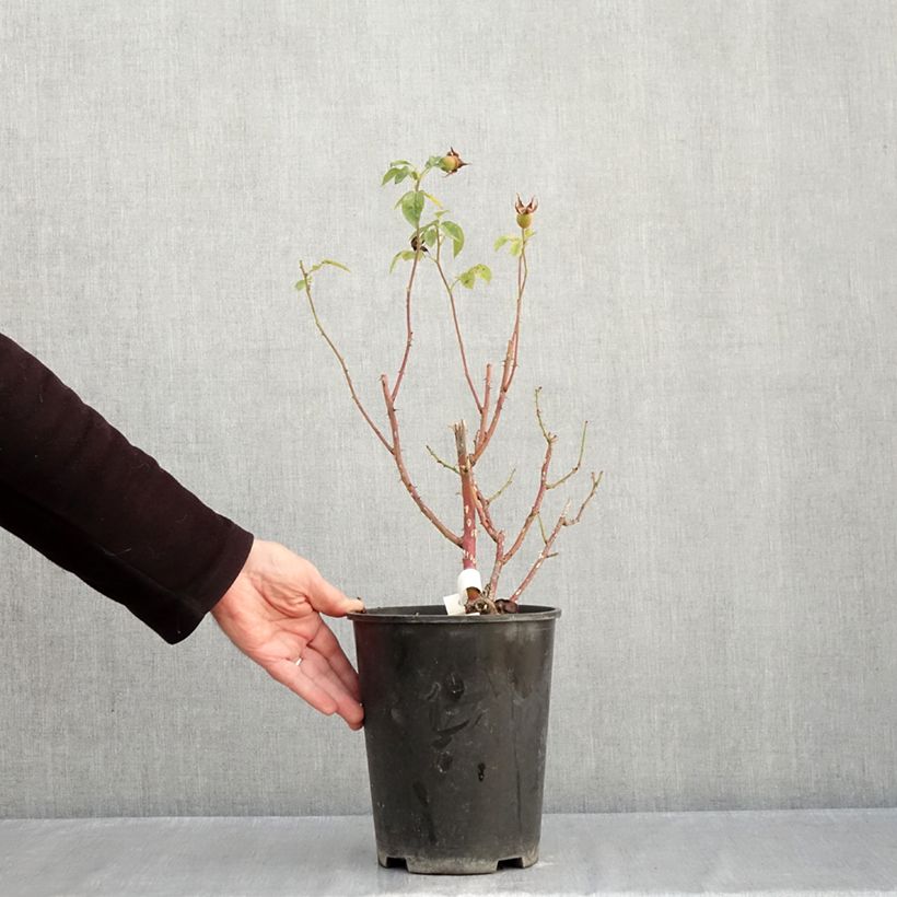 Spécimen de Rosier à fleurs groupées Marc's Jubilée Pot de 4L/5L tel que livré en automne
