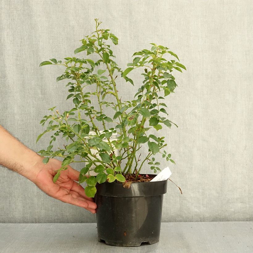 Spécimen de Rosier à fleurs groupées Mel Bee Pot de 3L/4L tel que livré en été
