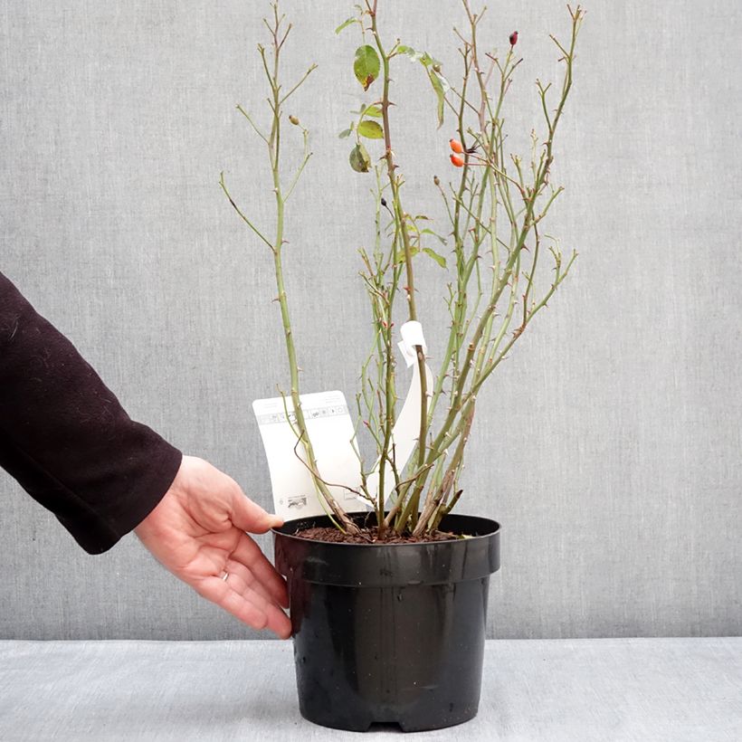 Spécimen de Rosier à fleurs groupées Mel Bee Pot de 3L/4L tel que livré en hiver