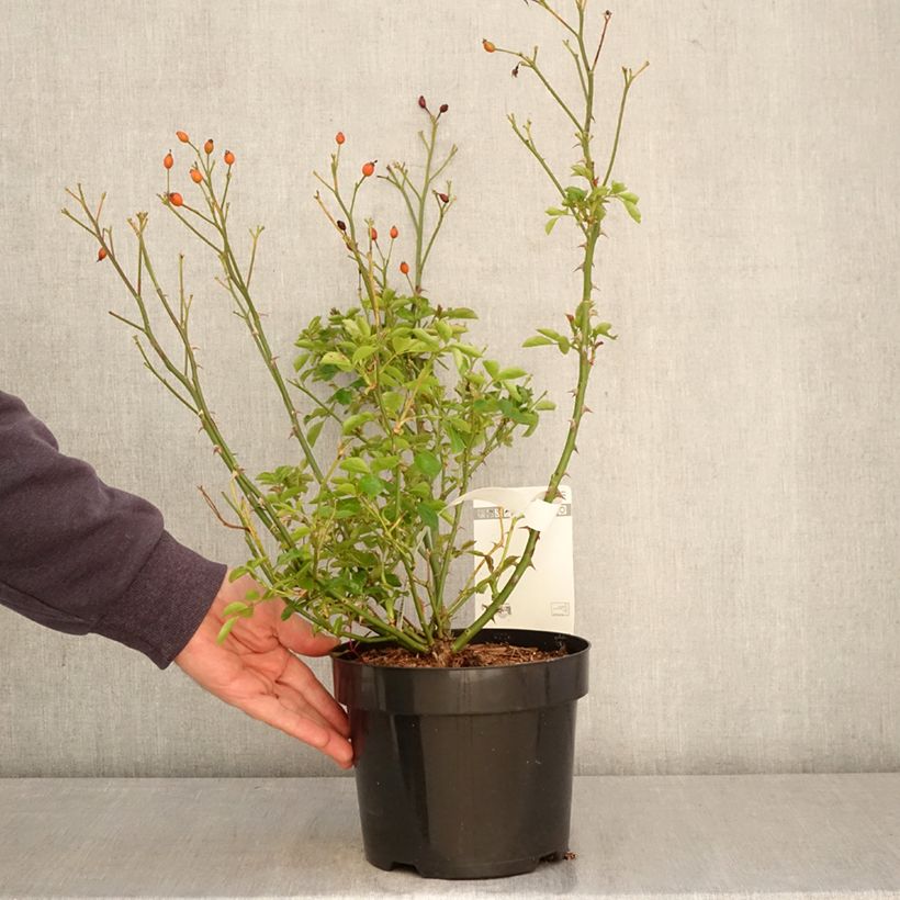 Spécimen de Rosier à fleurs groupées Mel Bee Pot de 3L/4L tel que livré au printemps