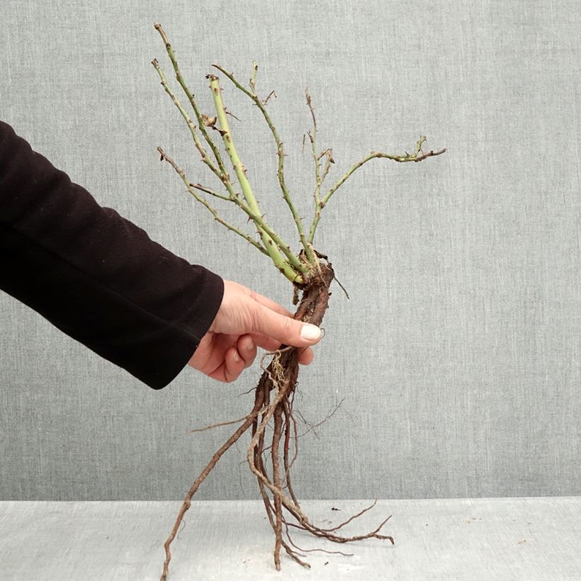 Spécimen de Rosier à fleurs groupées Message d'Espoir Racines nues tel que livré en hiver