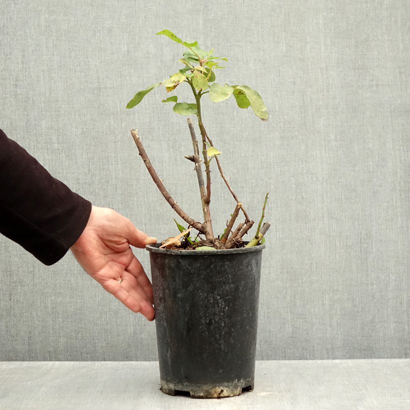 Example of Rosier à fleurs groupées Niccolò Paganini Pot de 4L/5L as you get in automne