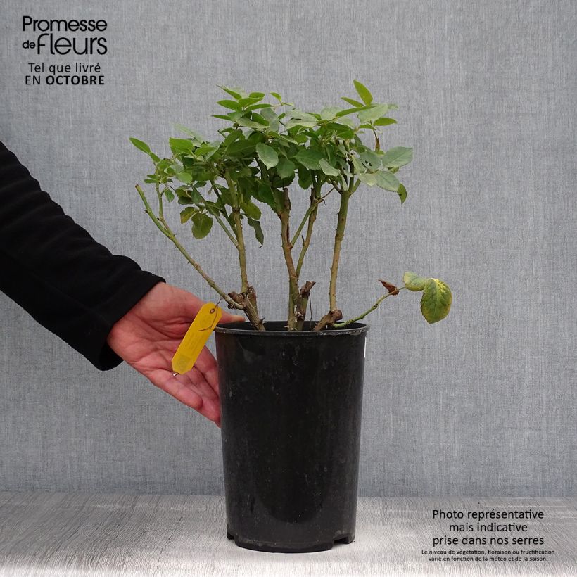 Spécimen de Rosier à fleurs groupées Novalis Pot de 4L/5L tel que livré en automne
