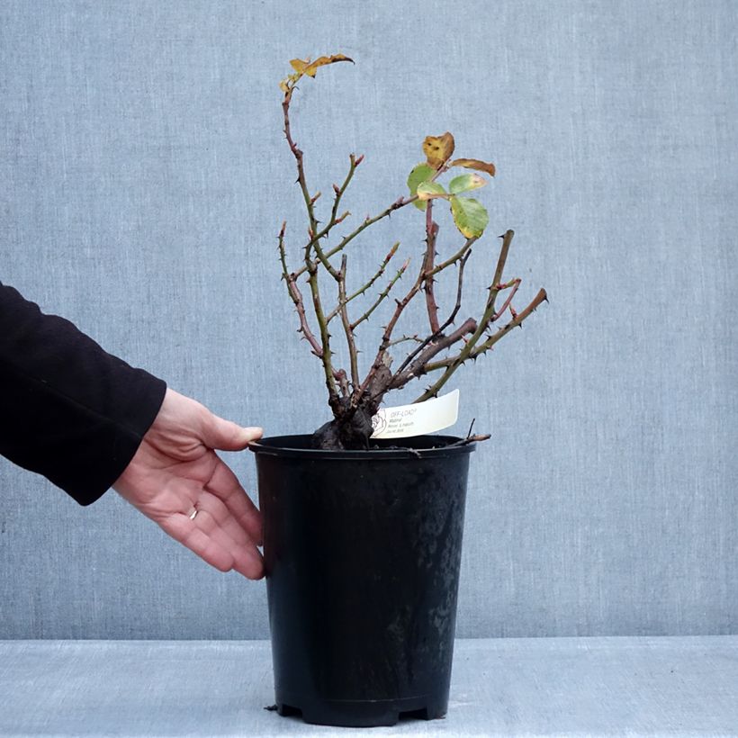 Example of Rosier à fleurs groupées Off-Load Pot de 4L/5L as you get in hiver