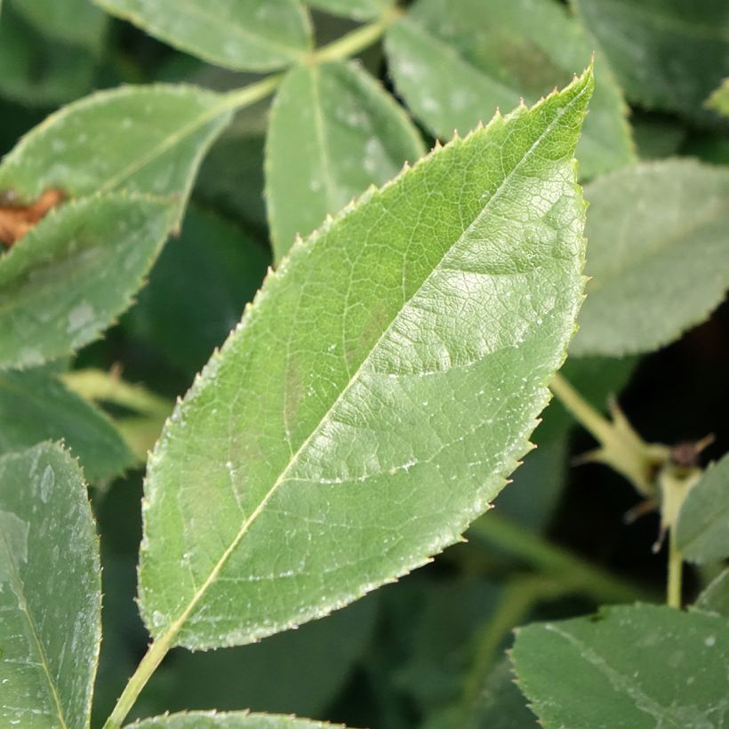 Rosier à fleurs groupées Orange Sensation (Foliage)