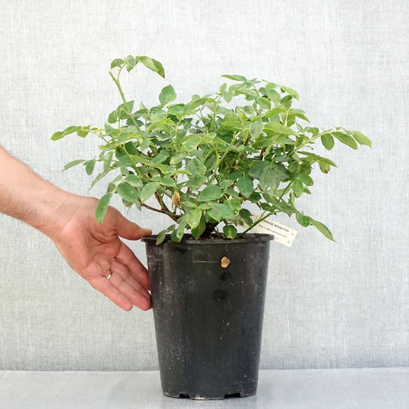 Example of Rosier à fleurs groupées Orange Sensation Pot de 4L/5L as you get in ete