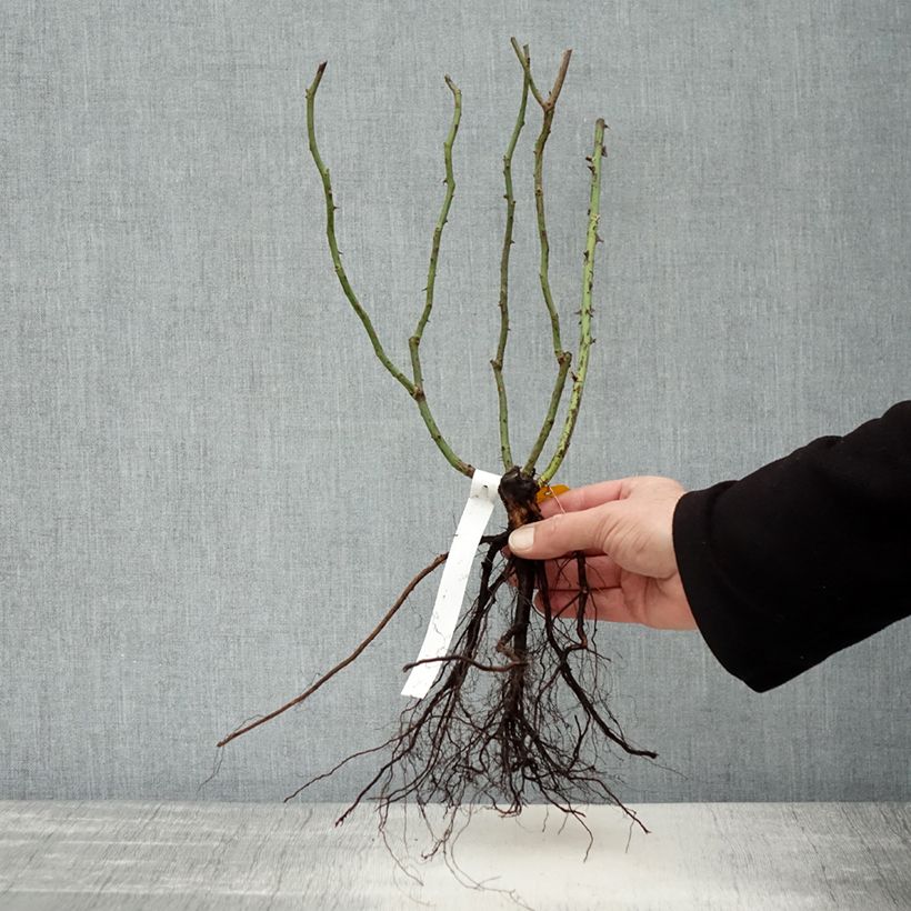 Spécimen de Rosier à fleurs groupées Orangerie Racines nues tel que livré en hiver