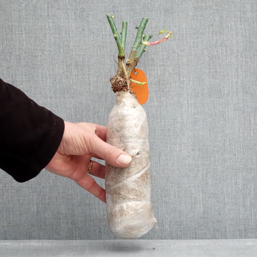 Example of Rosier à fleurs groupées Origami Racines nues en motte as you get in hiver