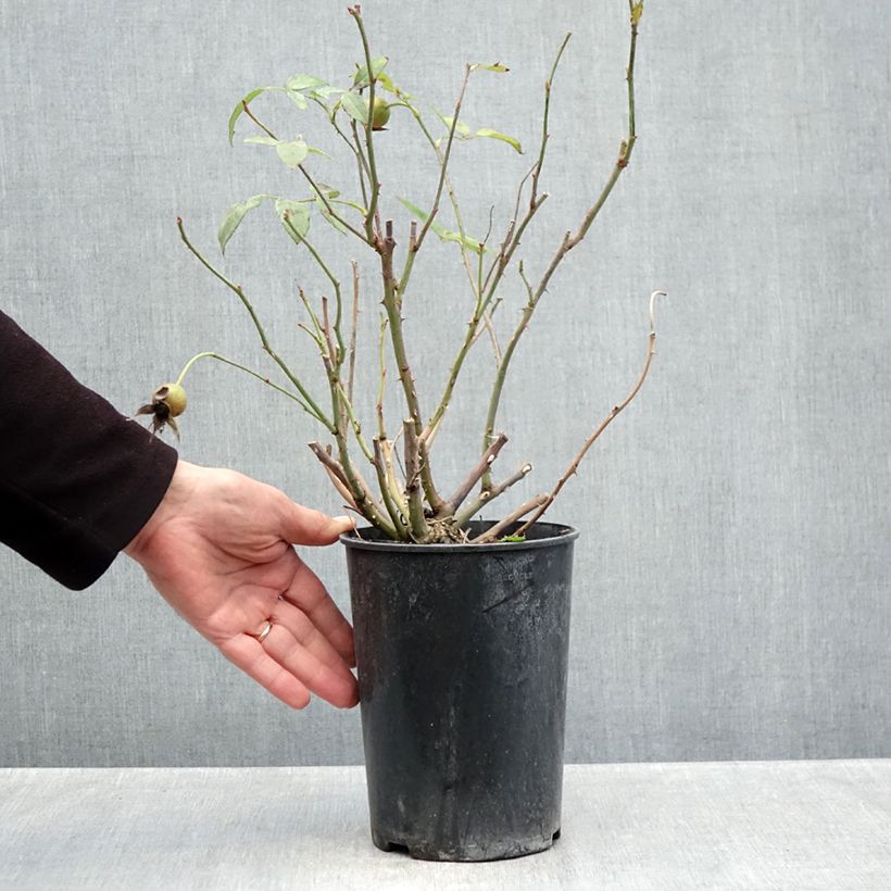 Spécimen de Rosier à fleurs groupées Pernille Poulsen Pot de 2L/3L tel que livré en automne
