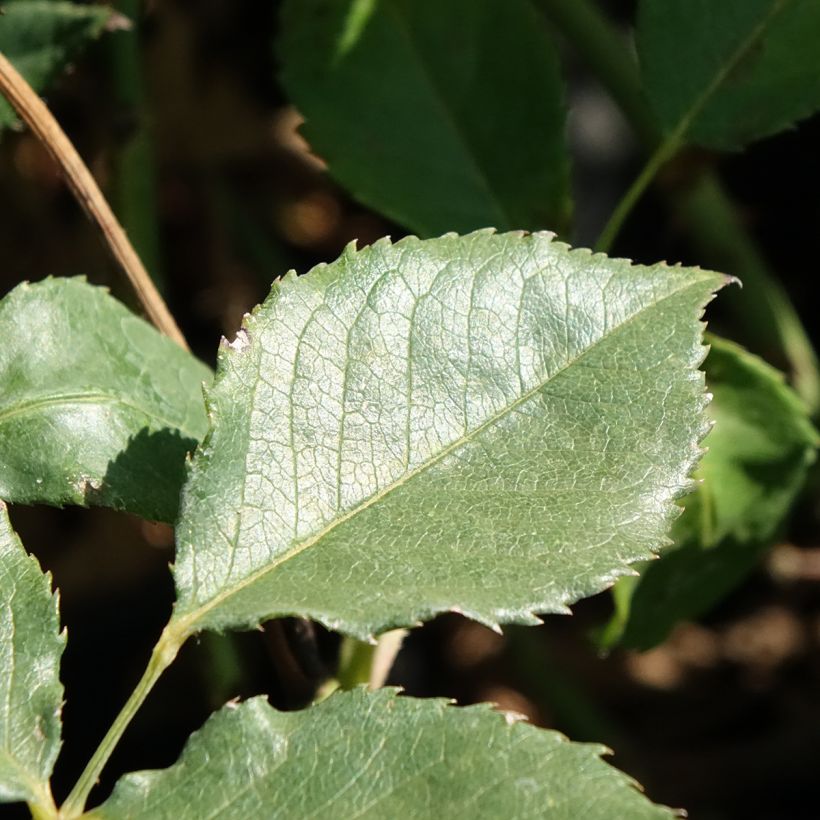 Rosier à fleurs groupées Pernille Poulsen (Feuillage)