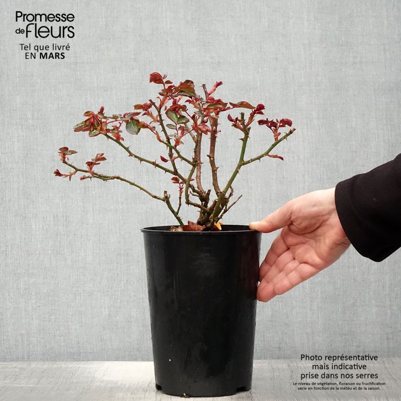Example of Rosier à fleurs groupées Red Leonardo da Vinci Pot de 4L/5L as you get in printemps