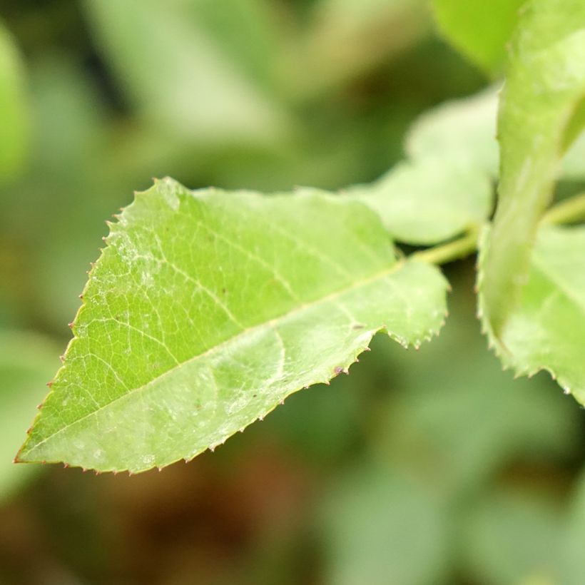 Rosier à fleurs groupées Rose de la petite Chabotte (Feuillage)