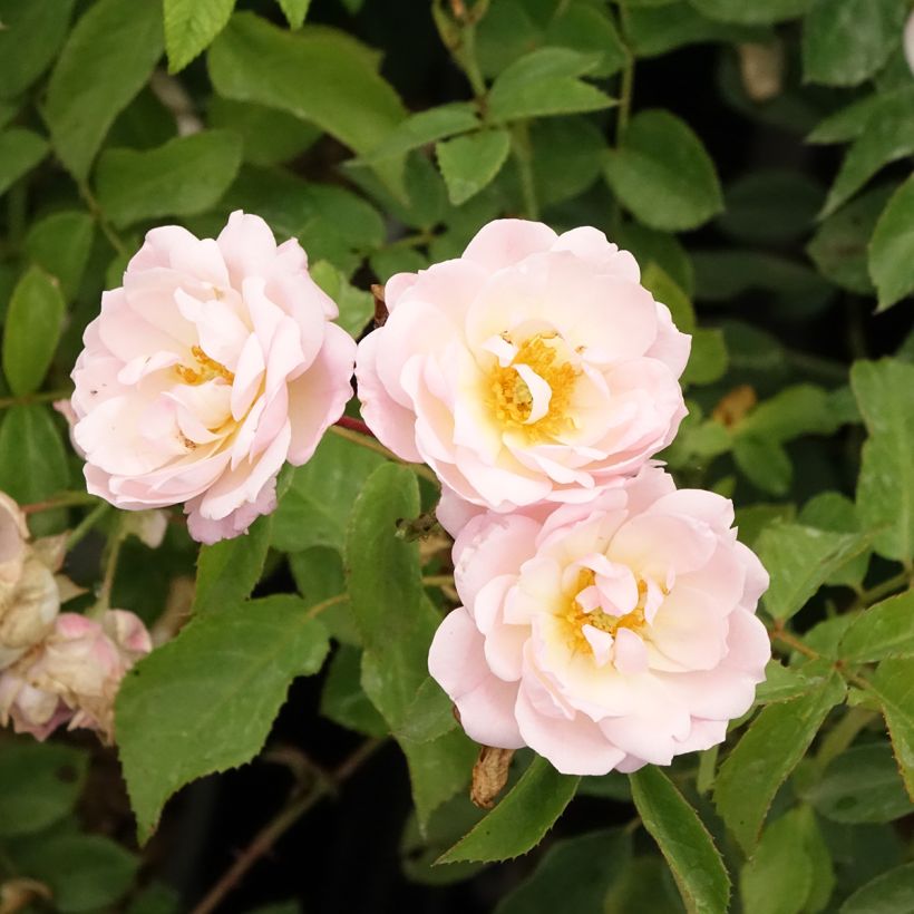 Rosier à fleurs groupées Rose de la petite Chabotte (Floraison)