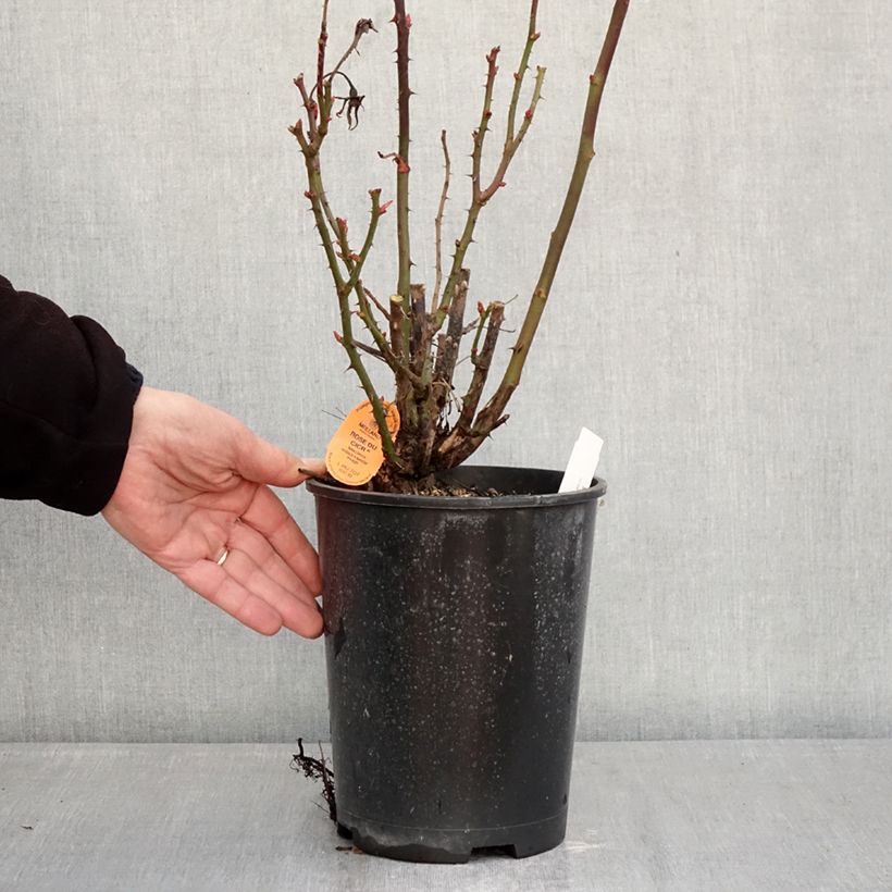 Example of Rosier à fleurs groupées Rose du CICR® Pot de 4L/5L as you get in hiver