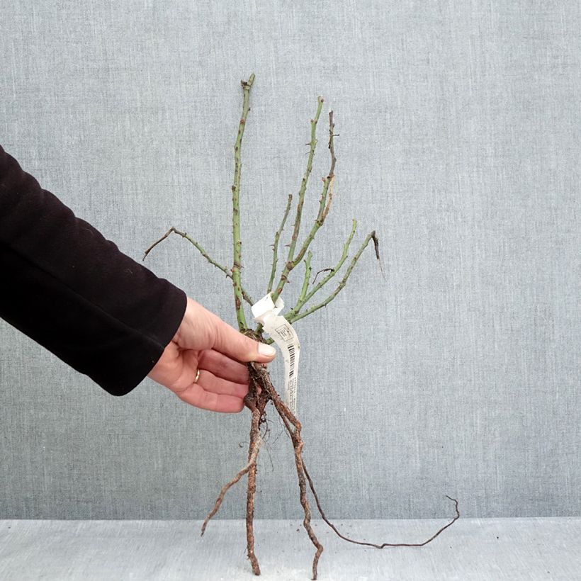 Example of Rosier à fleurs groupées Rose du CICR® Racines nues as you get in hiver