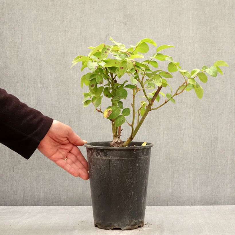 Spécimen de Rosier à fleurs groupées Rustica III Pot de 4L/5L tel que livré au printemps