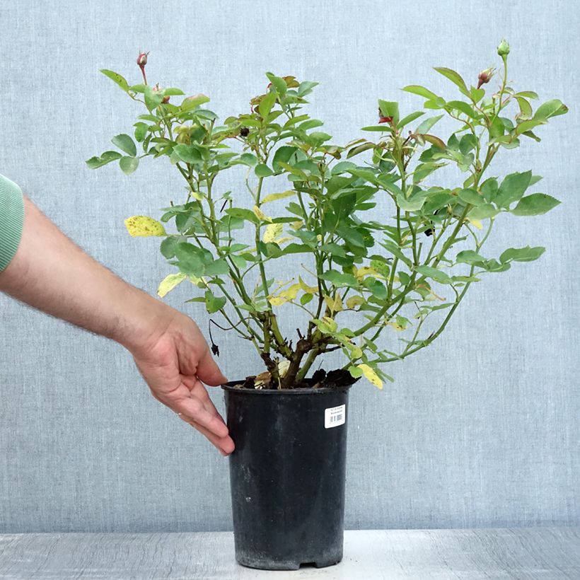 Spécimen de Rosier à fleurs groupées Schöne Koblenzerin Pot de 2L/3L tel que livré en été