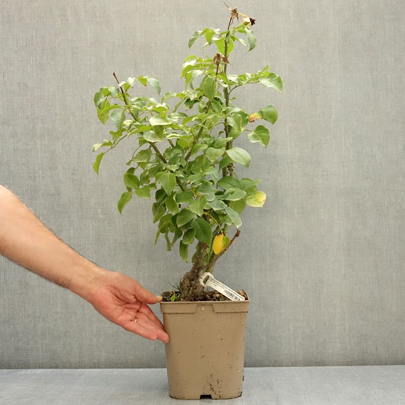 Spécimen de Rosier à fleurs groupées Société Nationale d’Horticulture de France Pot de 3L/4L tel que livré en été