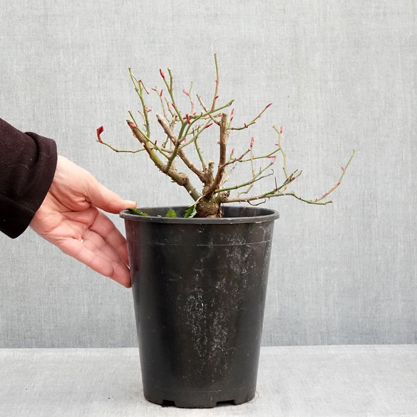 Example of Rosier à fleurs groupées Sophia Romantica  Pot de 4L/5L as you get in hiver