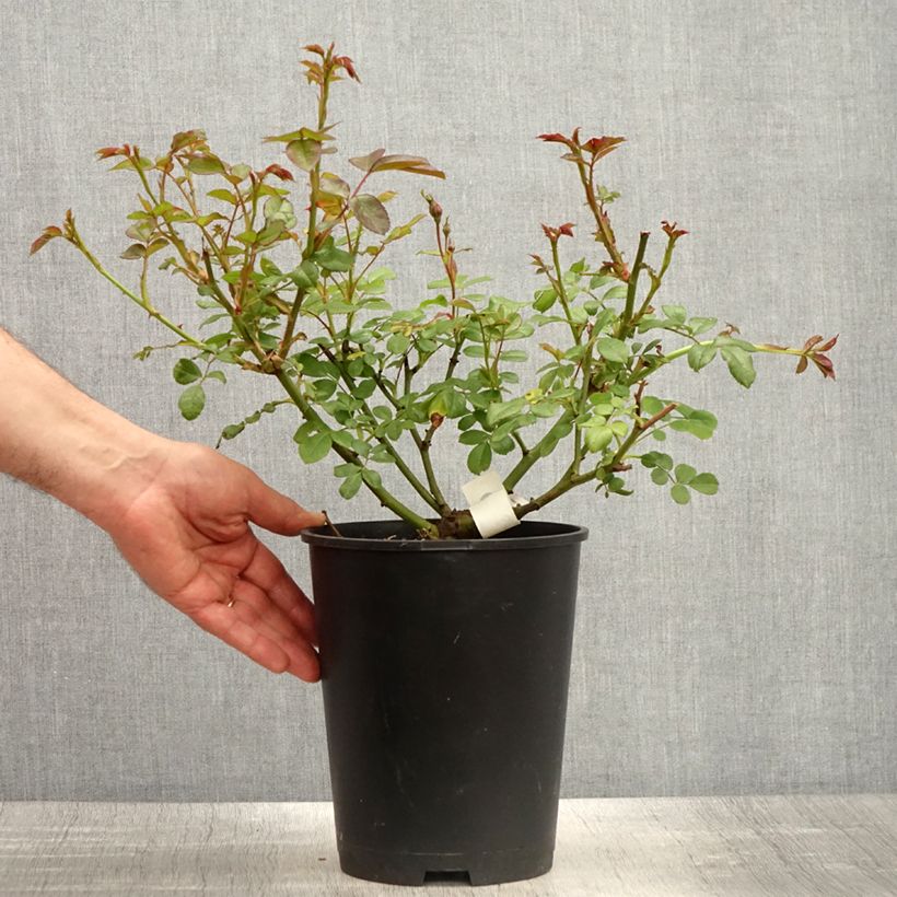 Spécimen de Rosier à fleurs groupées Sourire de Sylvie Pot de 4L/5L tel que livré au printemps