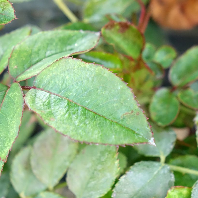 Rosier à fleurs groupées Sugar Candy Rose (Foliage)