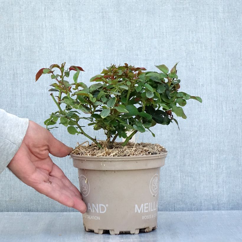 Example of Rosier à fleurs groupées Sugar Candy Rose Pot de 2L/3L as you get in ete