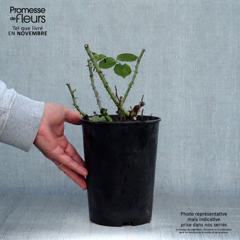Spécimen de Rosier à fleurs groupées Summer of Love Pot de 2L/3L tel que livré en automne