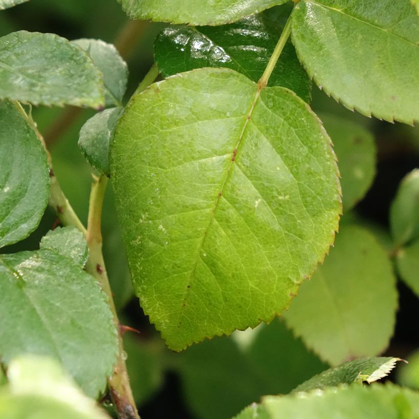 Rosier à grandes fleurs Agatha (Foliage)