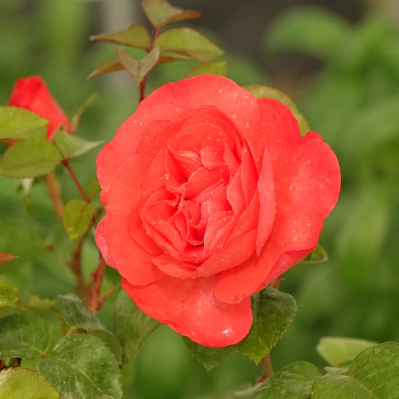 Rosier à grandes fleurs Agatha (Flowering)