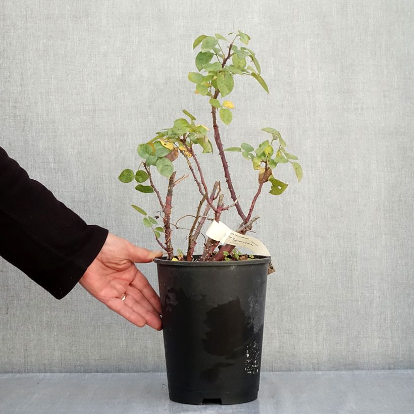Spécimen de Rosier à grandes fleurs Agatha Pot de 4L/5L tel que livré en automne
