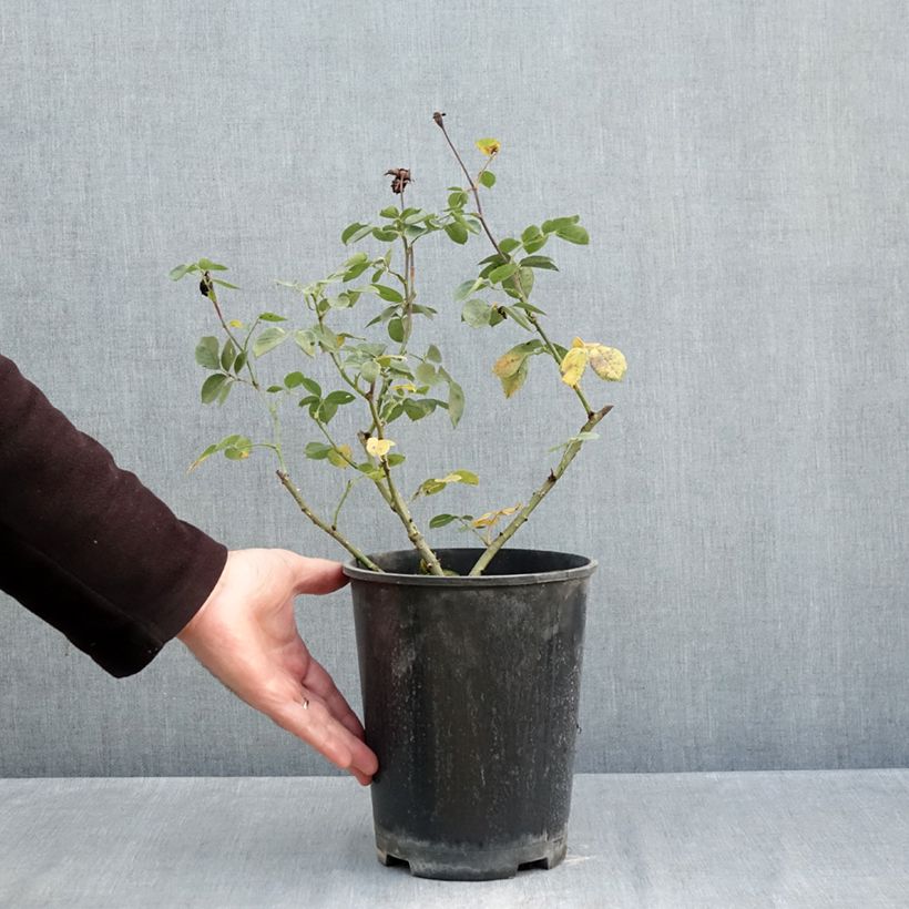 Spécimen de Rosier à grandes fleurs Alexandre Astier Pot de 4L/5L tel que livré en automne
