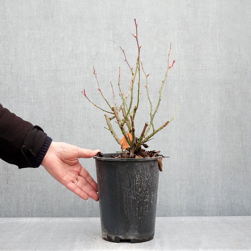 Example of Rosier à grandes fleurs Alexandre Astier Pot de 4L/5L as you get in hiver