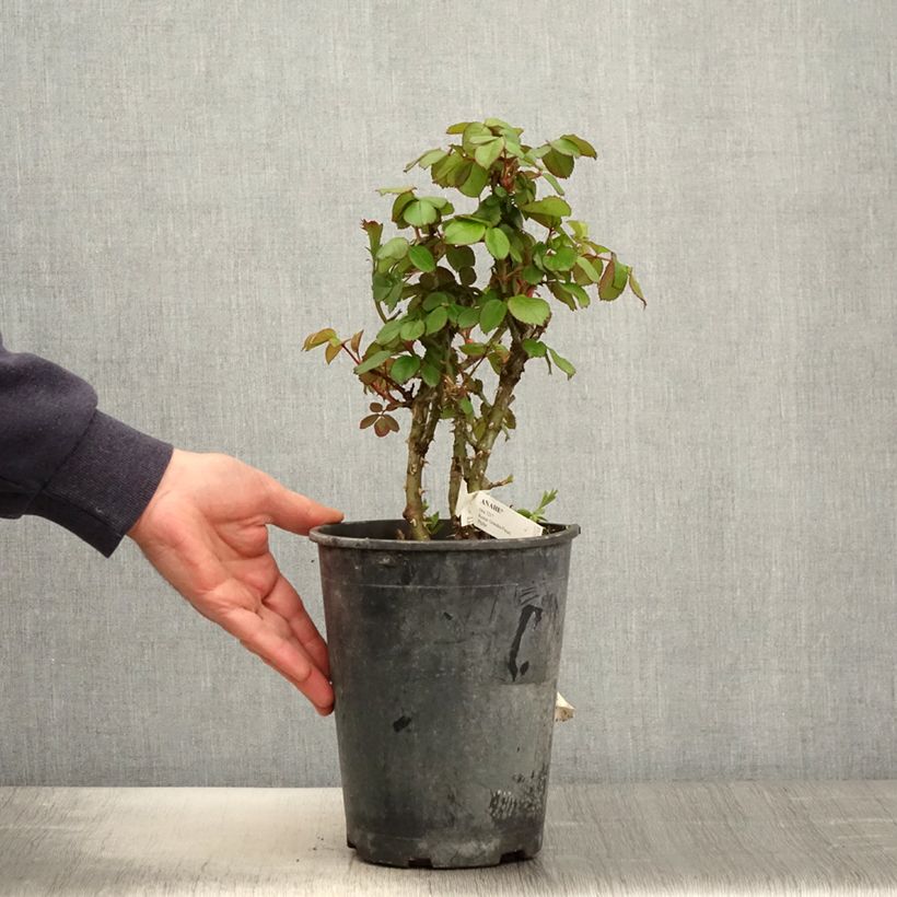 Example of Rosier à grandes fleurs Anahe Pot de 4L/5L as you get in printemps