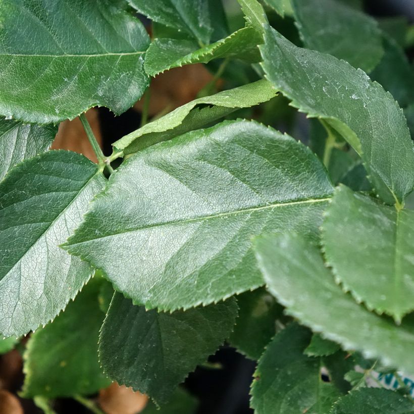 Rosier à grandes fleurs Anastasia (Foliage)