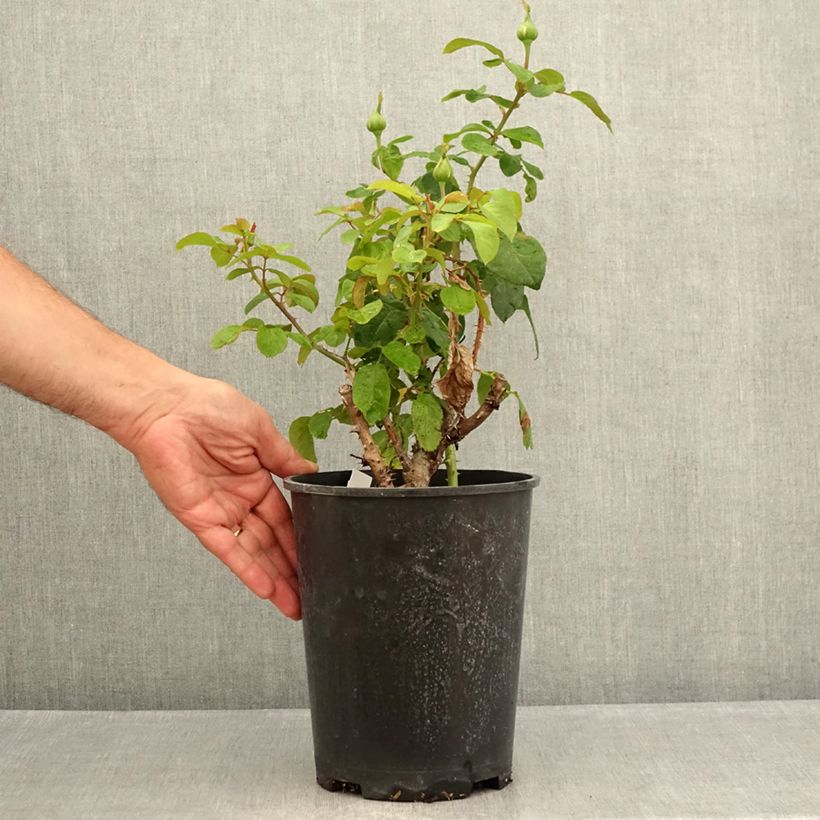 Example of Rosier à grandes fleurs André Le Nôtre Pot de 4L/5L as you get in ete