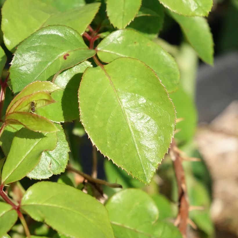 Rosier à grandes fleurs André Le Nôtre (Foliage)