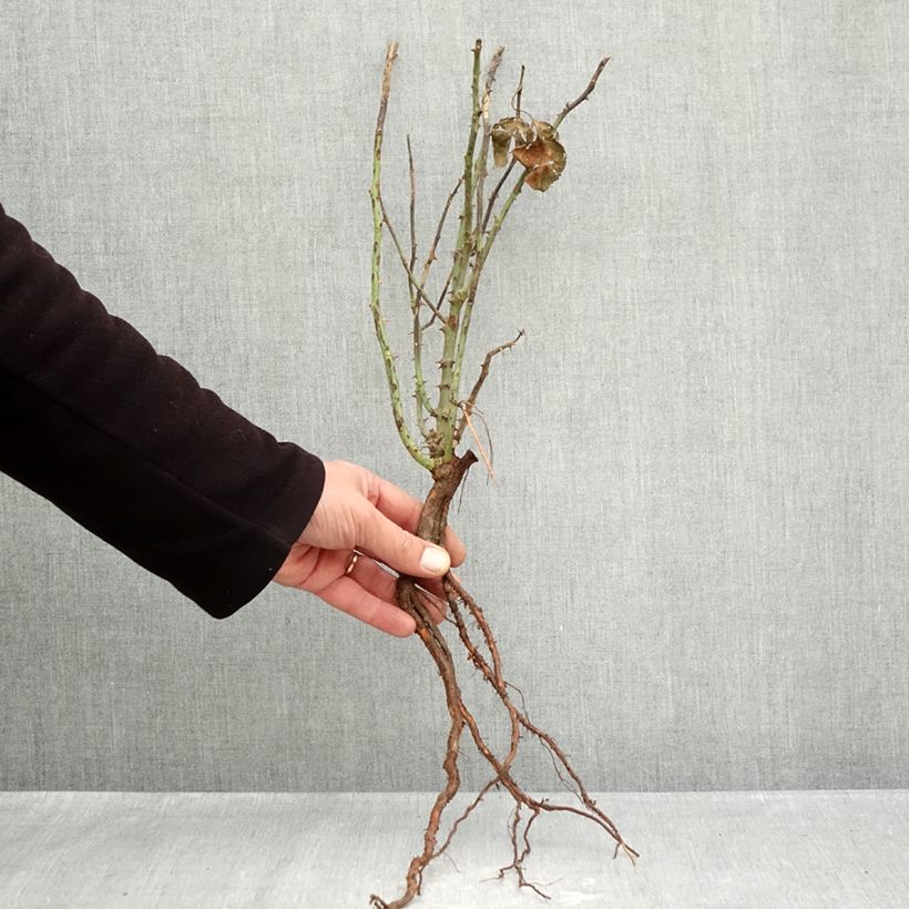 Example of Rosier à grandes fleurs André Le Nôtre Racines nues as you get in hiver