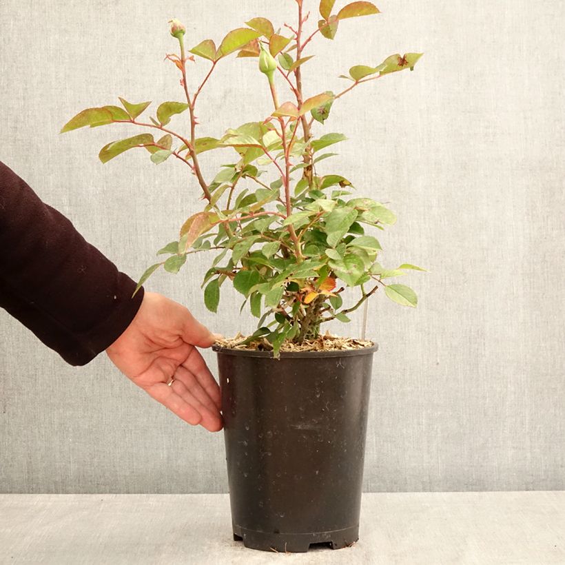 Spécimen de Rosier à grandes fleurs Anggun Meibokir Pot de 4L/5L tel que livré au printemps