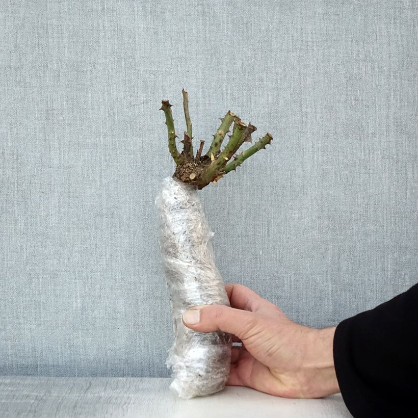 Example of Rosier à grandes fleurs Anne Vanderlove Racines nues en motte as you get in hiver