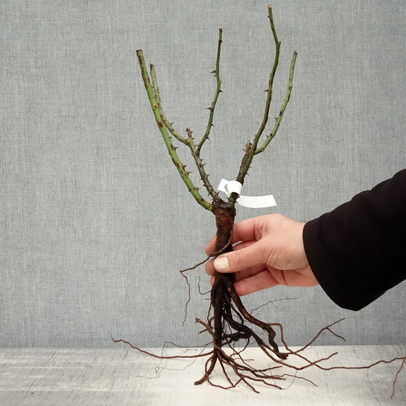 Example of Rosier à grandes fleurs Augusta Luise Racines nues as you get in hiver