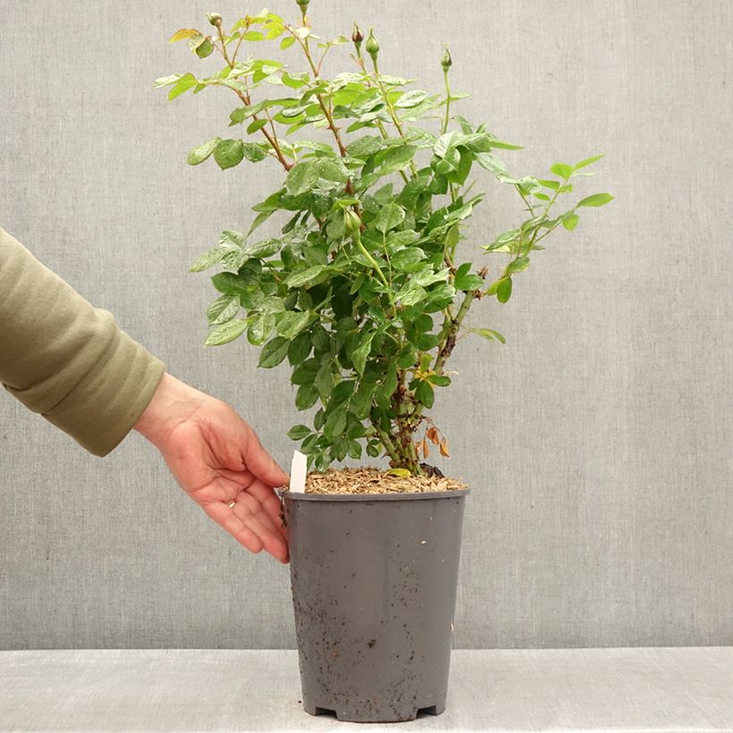 Spécimen de Rosier à grandes fleurs Auguste Escoffier Pot de 4L/5L tel que livré au printemps