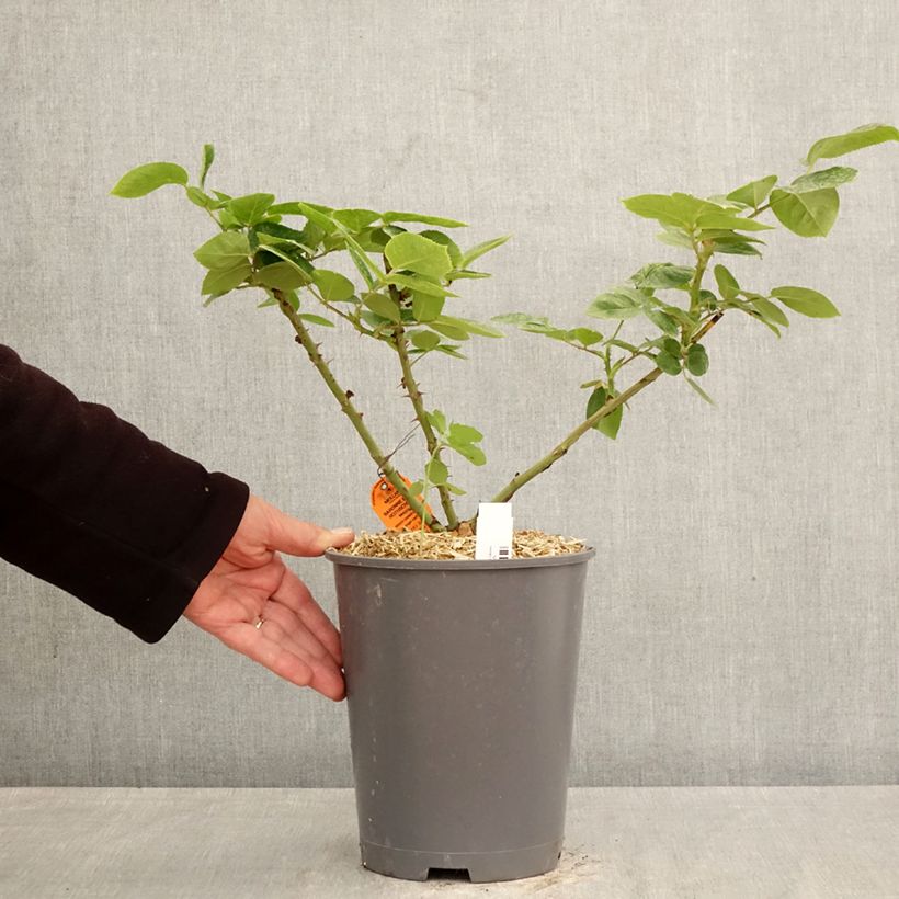 Spécimen de Rosier à grandes fleurs Baronne Edmond de Rothschild Pot de 4L/5L tel que livré au printemps
