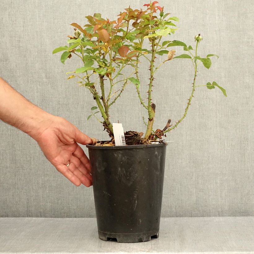 Spécimen de Rosier à grandes fleurs Belle du Seigneur Pot de 4L/5L tel que livré en été